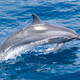 Illustration for article titled The Dolphin Marines Roll Out to Irans Most Important Stretch of Water